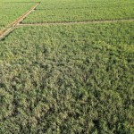 Fazenda com 143,9963 hectares, MS.