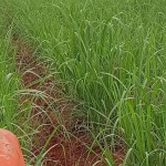 Fazenda com 143,9963 hectares, MS.