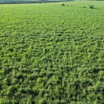 Fazenda com 143,9963 hectares, MS.