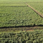 Fazenda com 143,9963 hectares, MS.