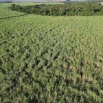 Fazenda com 143,9963 hectares, MS.