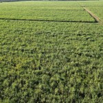 Fazenda com 143,9963 hectares, MS.